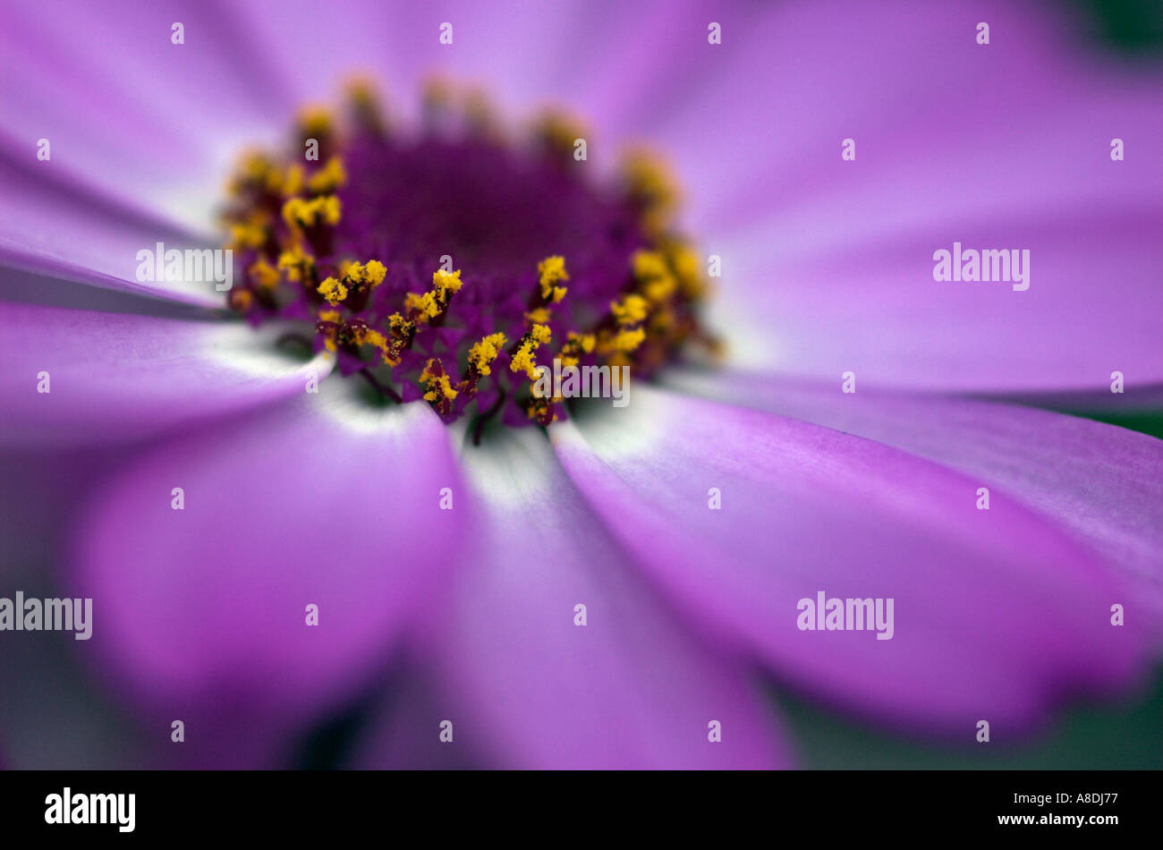 Close-up of the centre of a flower Stock Photo