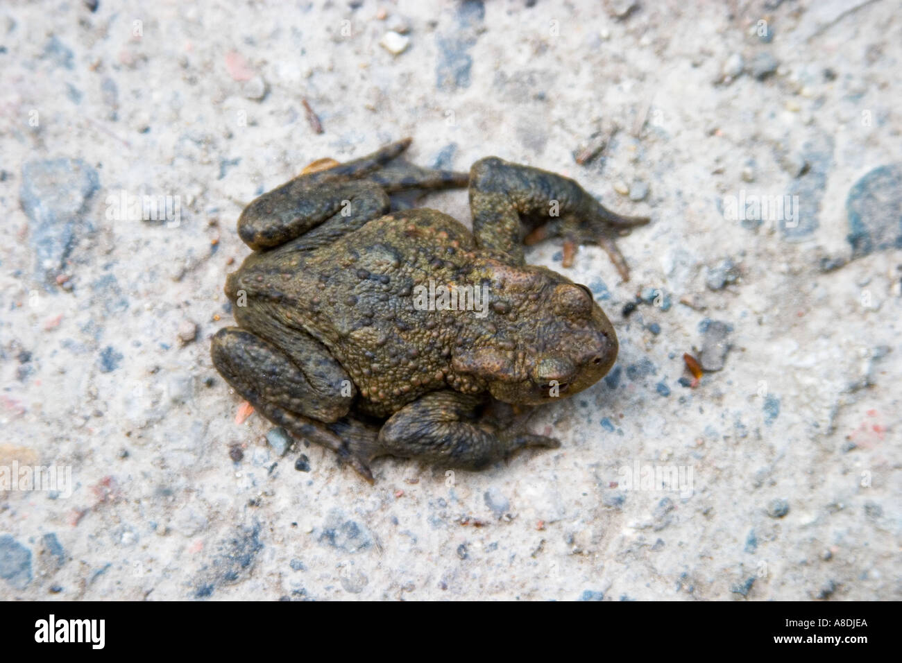 Common toad taking a rest whilst crossing a road Stock Photo - Alamy