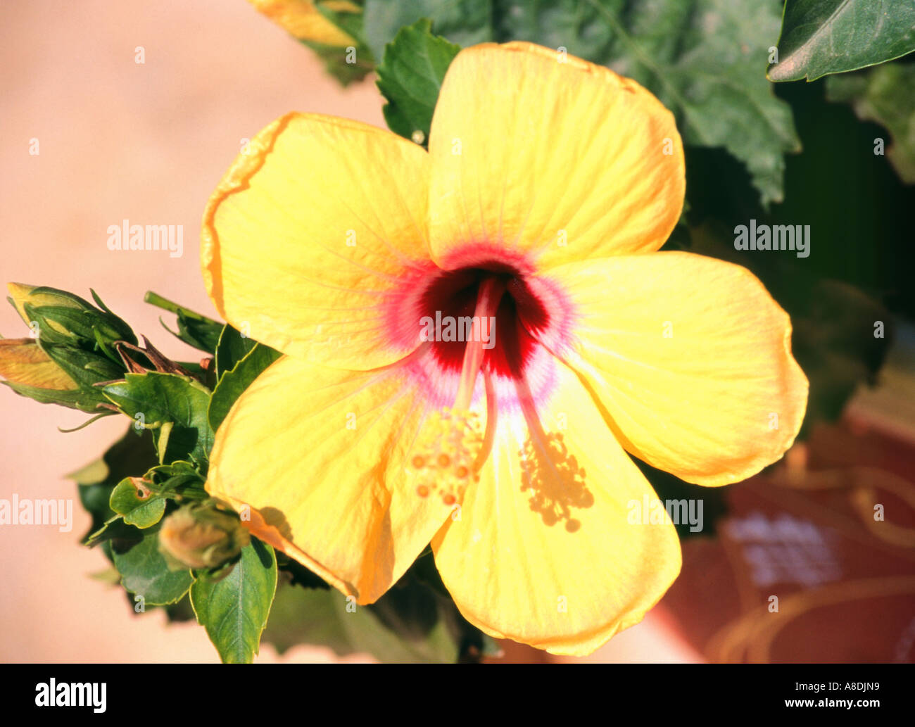 Yellow hibiscus in bloom Stock Photo