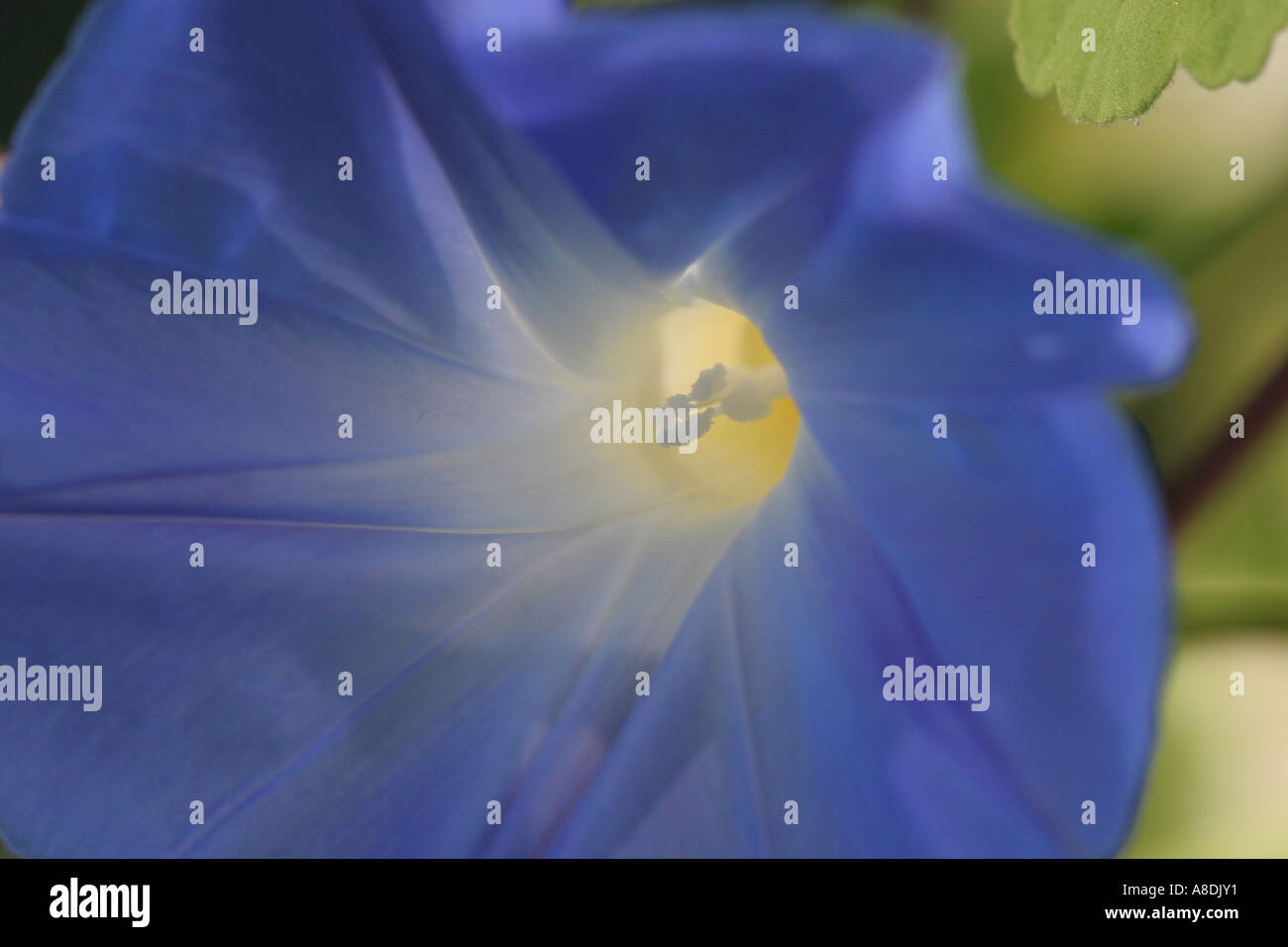close up of single soft blue flower with yellow centre jenny davis Stock Photo