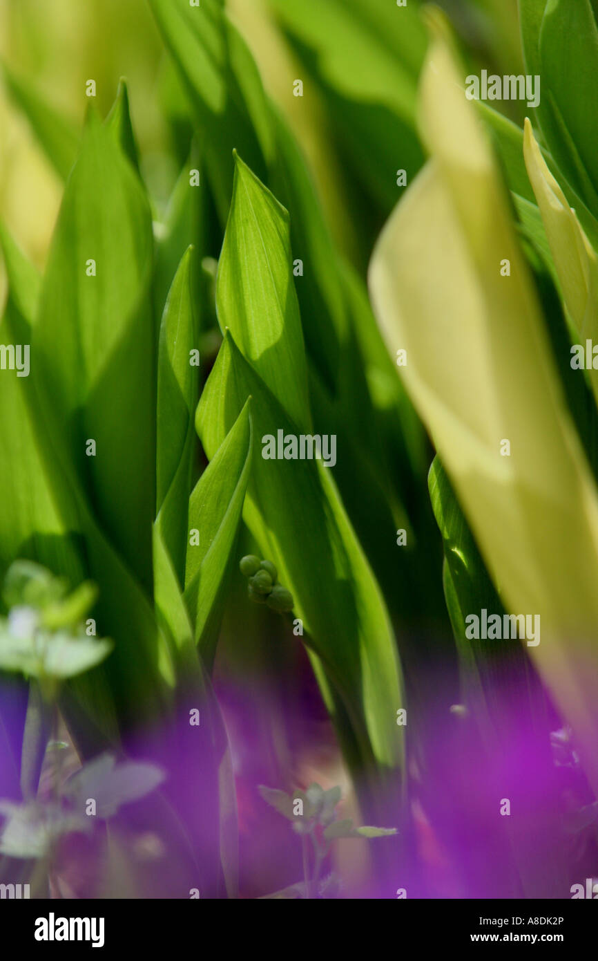 spring flowers growth Stock Photo - Alamy