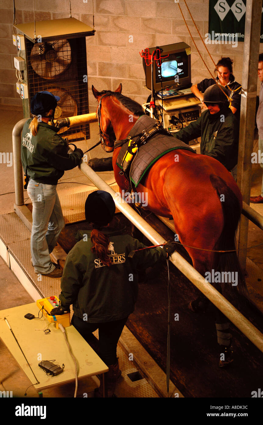 A RACEHORSE IS EXAMINED ON A TREADMILL WITH VIDEO ENDOSCOPY EQUIPMENT TO INVESTIGATE RESPIRATORY PROBLEMS AT HARTPURY COLLEGE GL Stock Photo