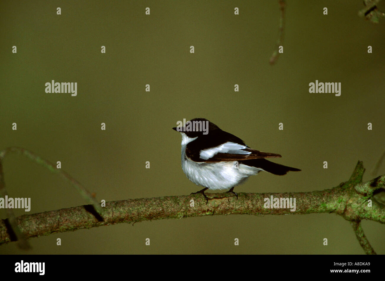 Pied Flycatcher Ficedula hypoleuca,adult male perched on branch within woodland,Derbyshire,UK Stock Photo
