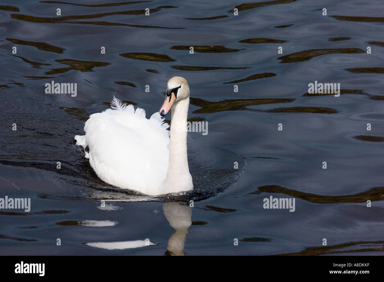 The mute swan, a very large white waterbird. It has a long Sshaped