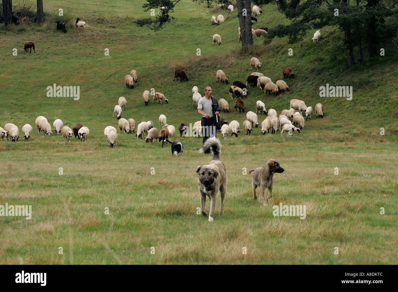 Shepherd drove herd dog sheep flock rural Bulgaria Republic Balkan Peninsula south east Europe travel tourism icon iconic Stock Photo