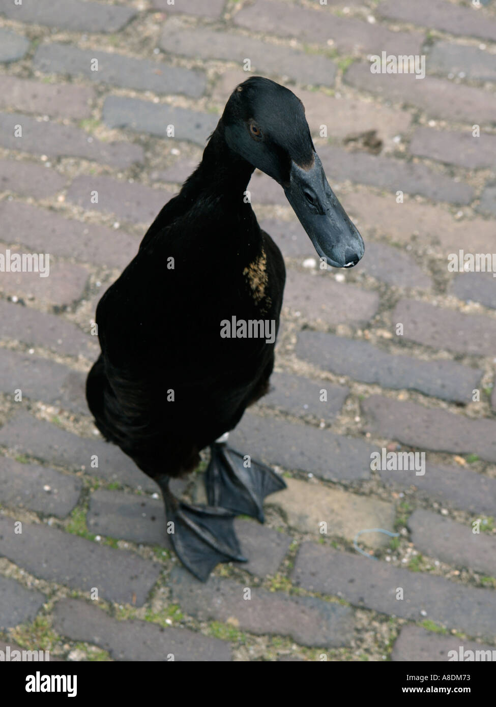 Black runner duck standing on road Stock Photo Alamy