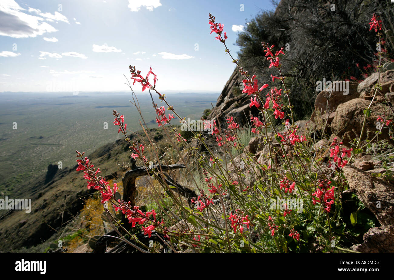 red firecracker Penstimen wildflowers Stock Photo