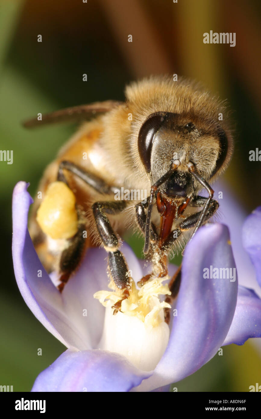 Honey bee using its tongue to collect pollen from a Squill flower Stock Photo