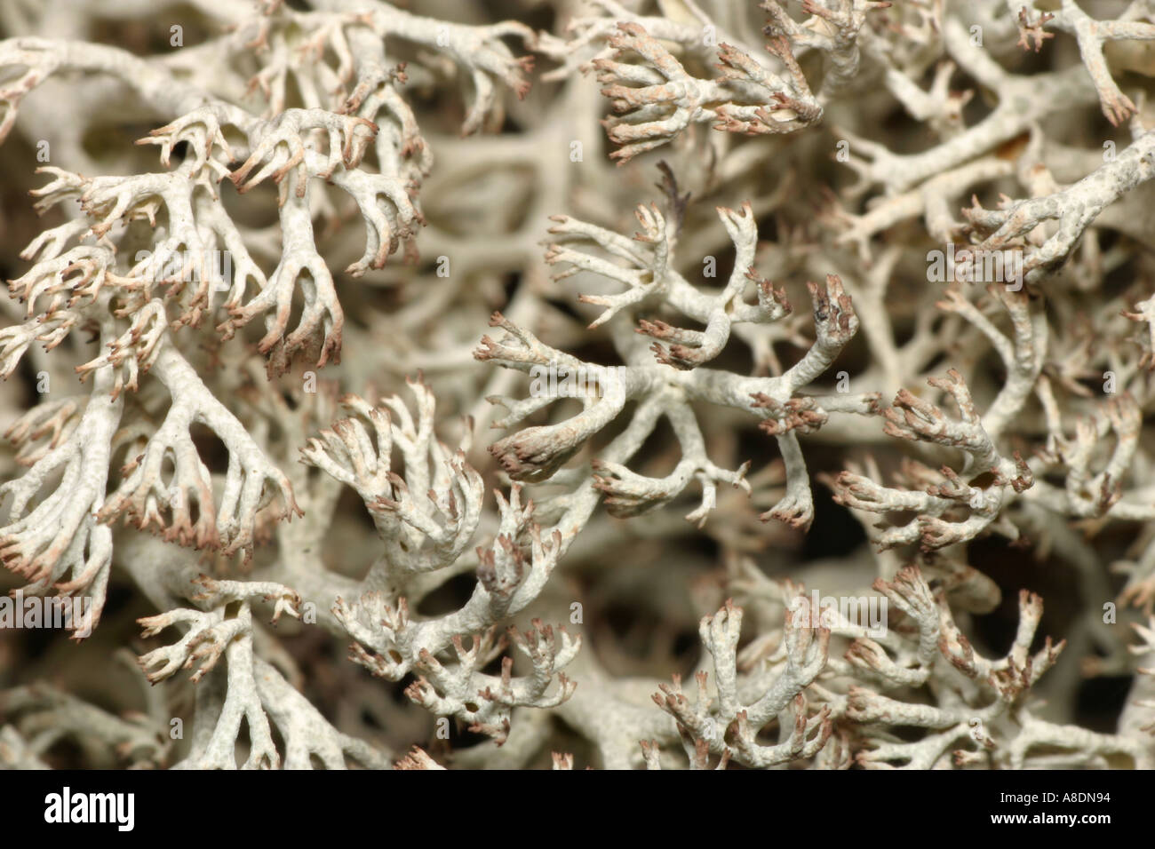 Moss hi-res stock photography and images - Alamy