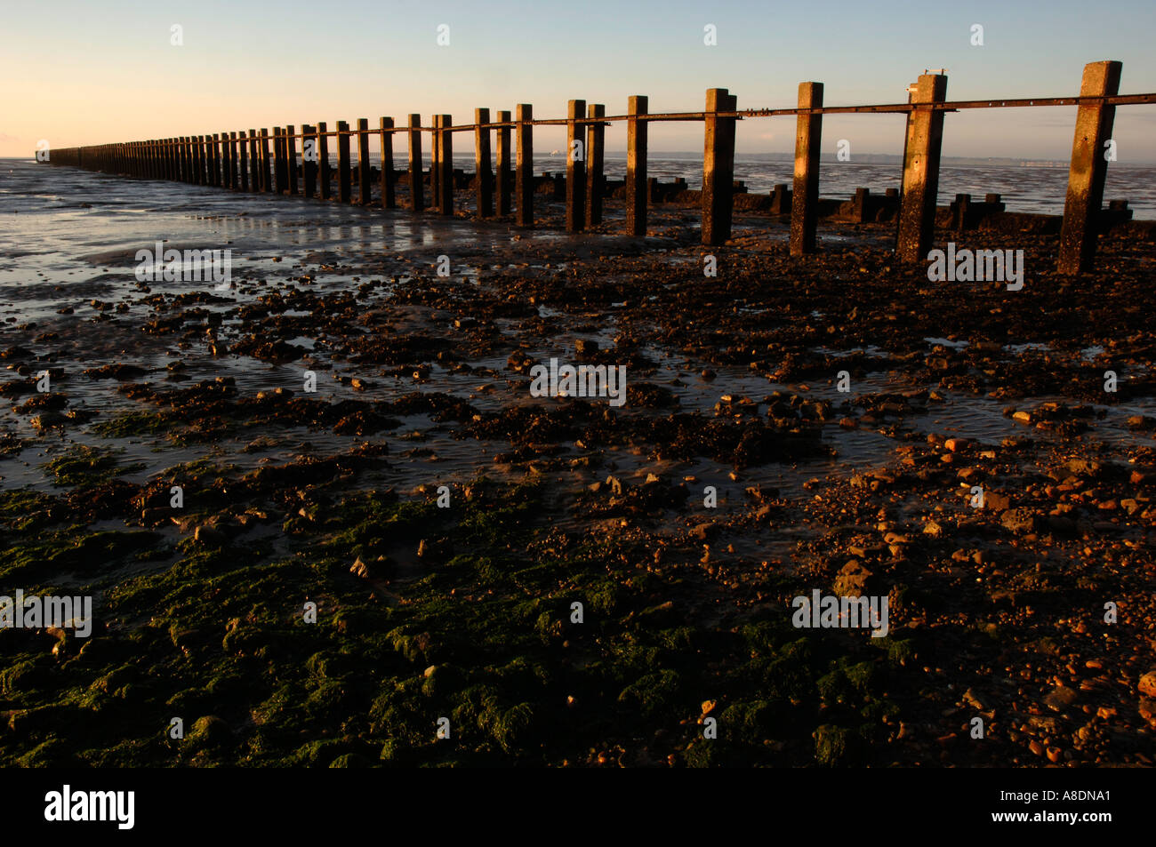 Groynes at Shoeburyness near SouthendonSea, Essex, England, UK Stock Photo Alamy