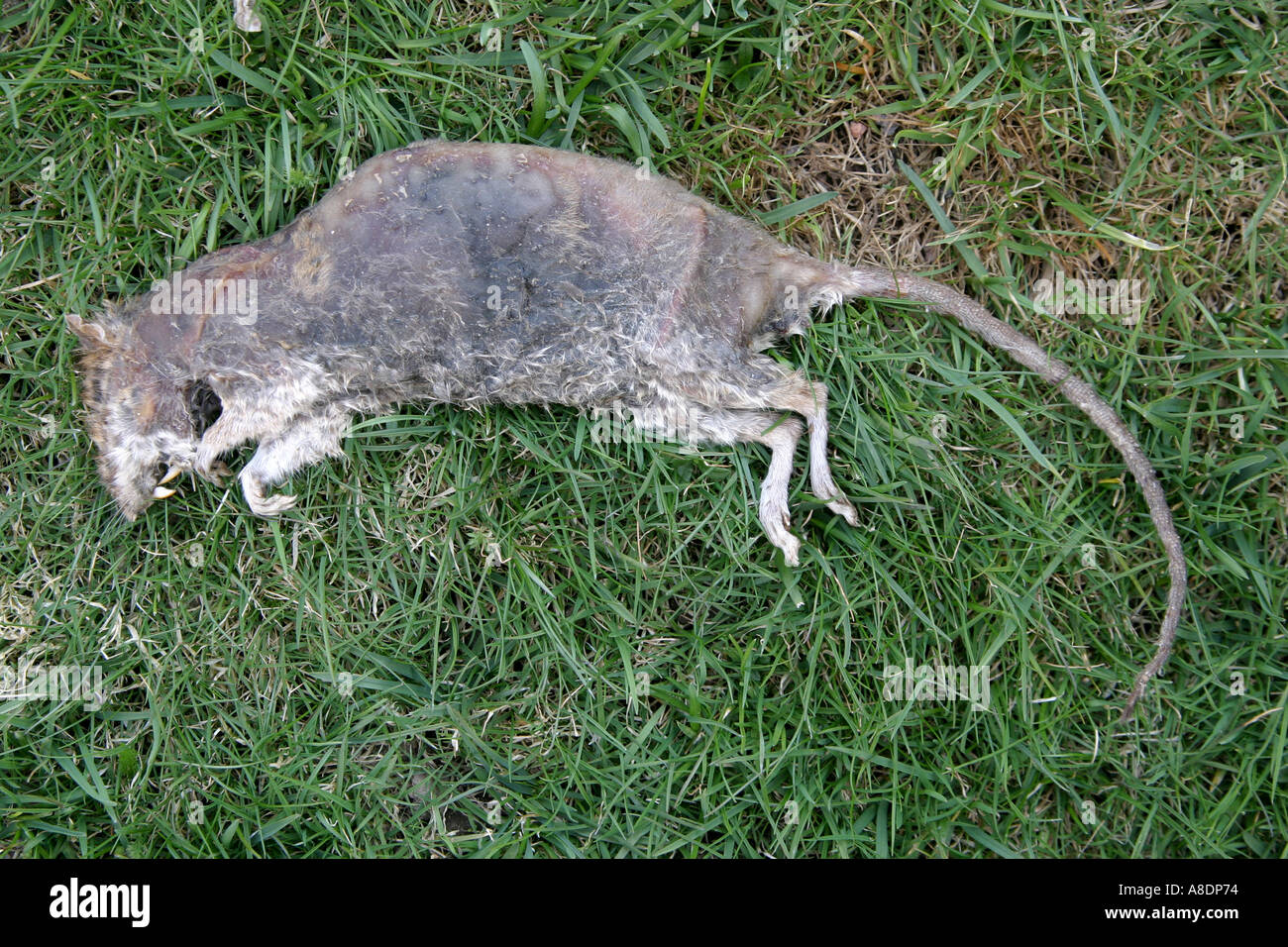 Dead rat hires stock photography and images Alamy