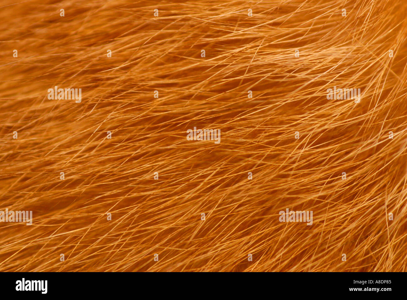 Fur textures hi-res stock photography and images - Alamy