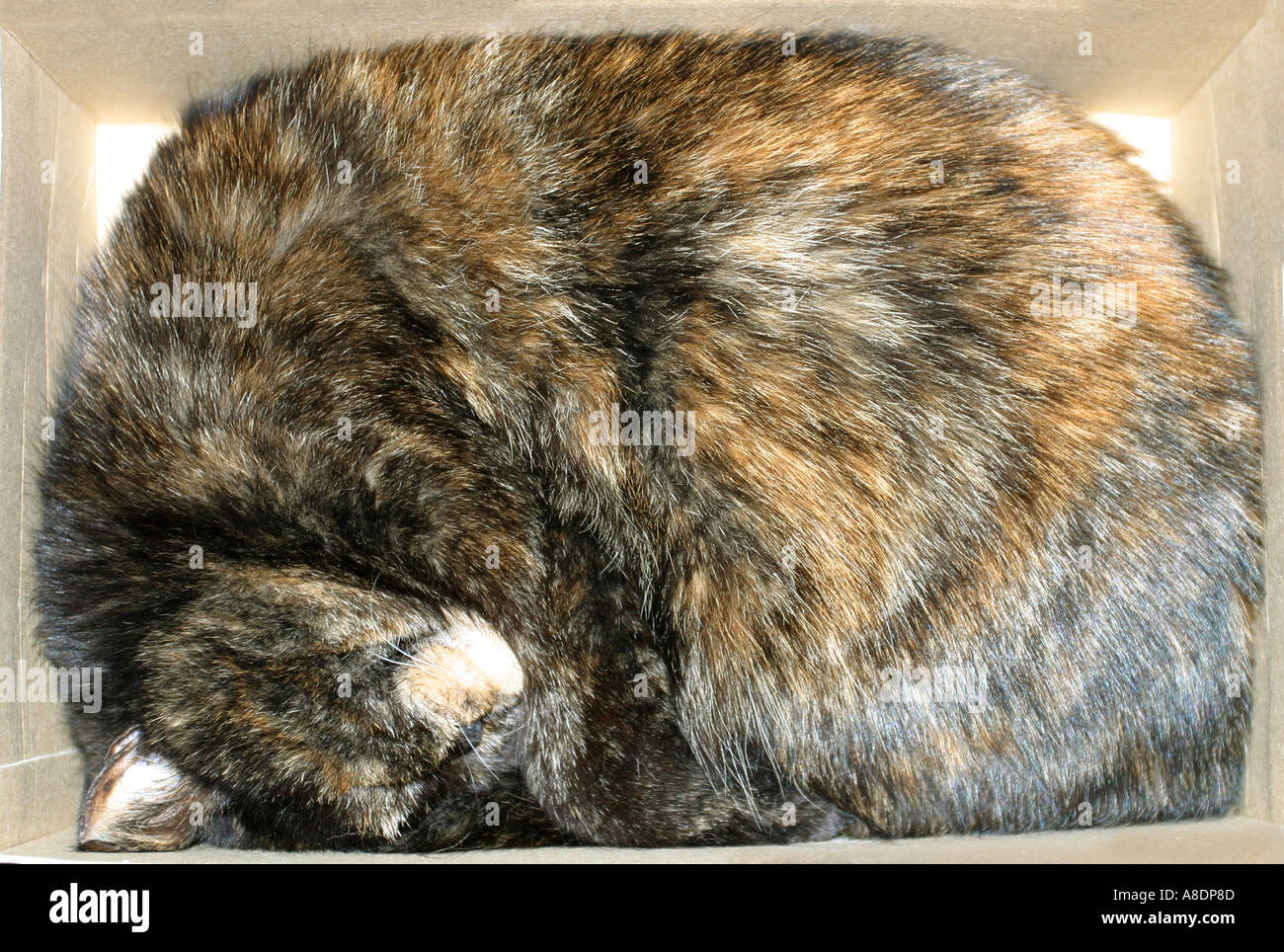 Cat sleeping in a box Stock Photo Alamy