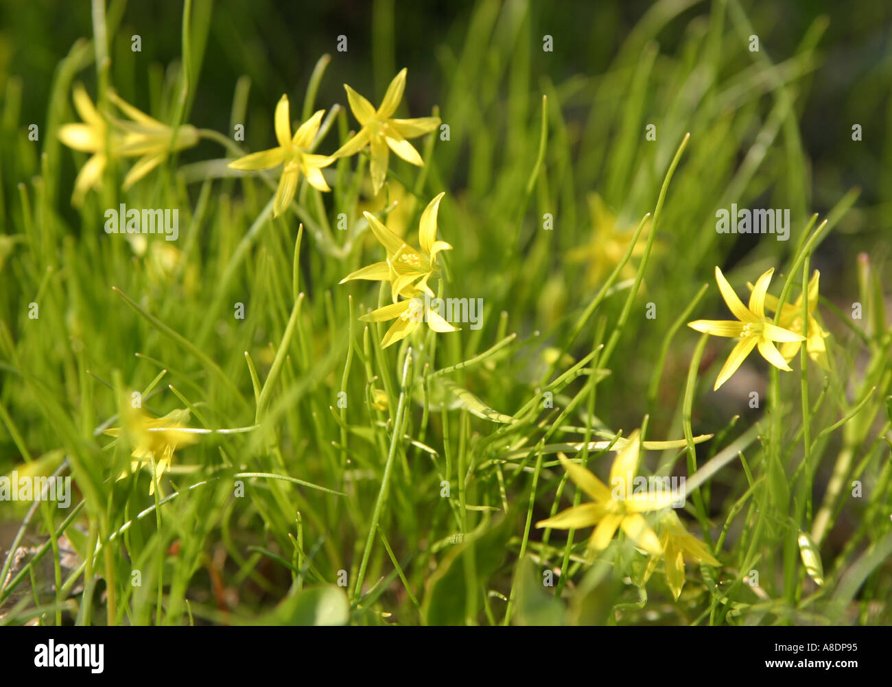Gagea minima flowers Stock Photo