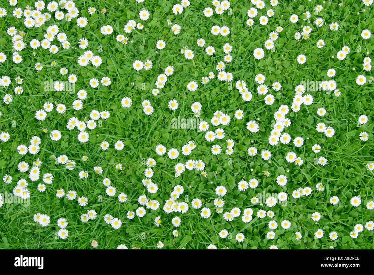 Daisies, Bellis perennis, in a lawn Stock Photo