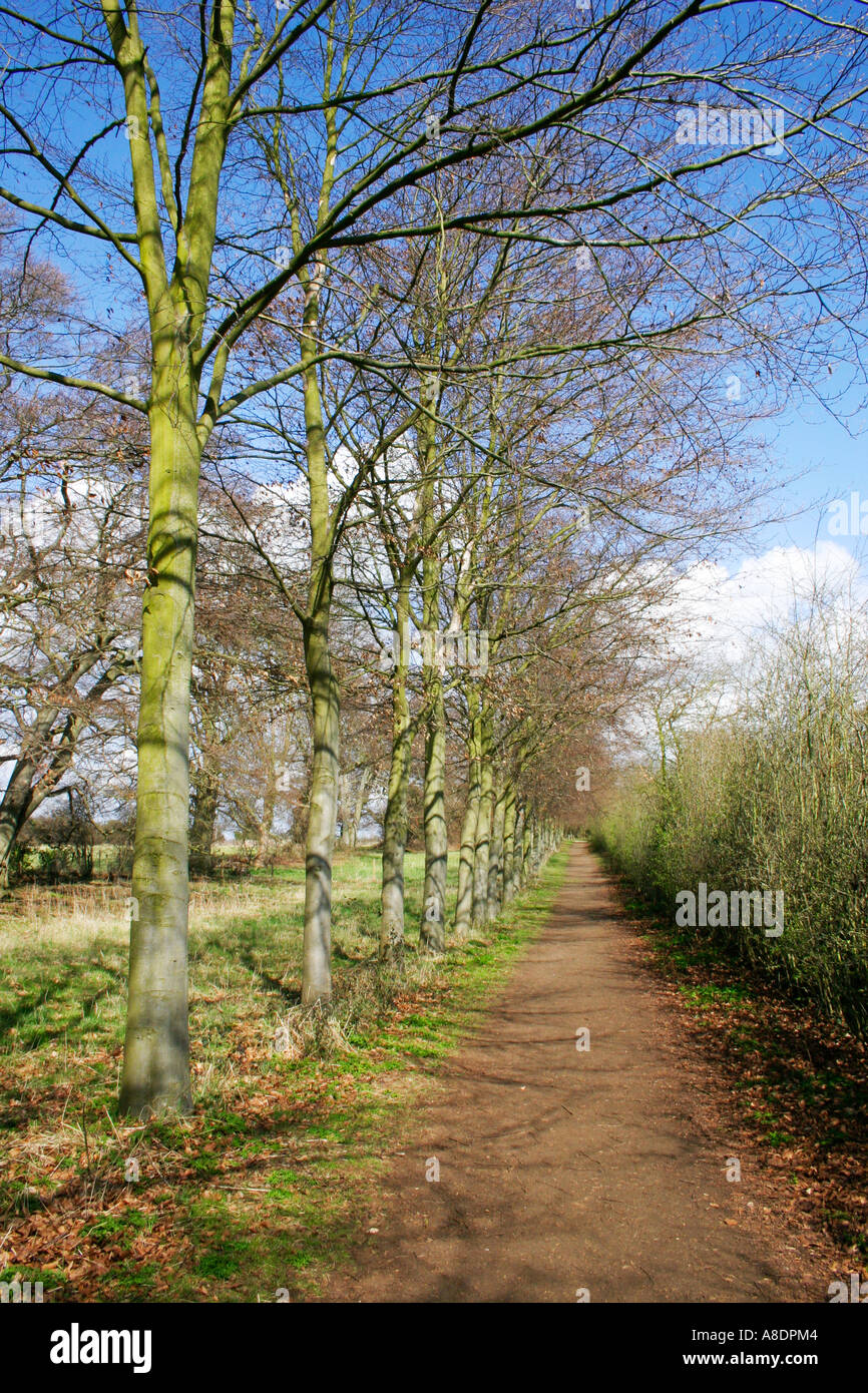 Trees lining a footpath at Wandlebury country park near Cambridge, UK. Stock Photo