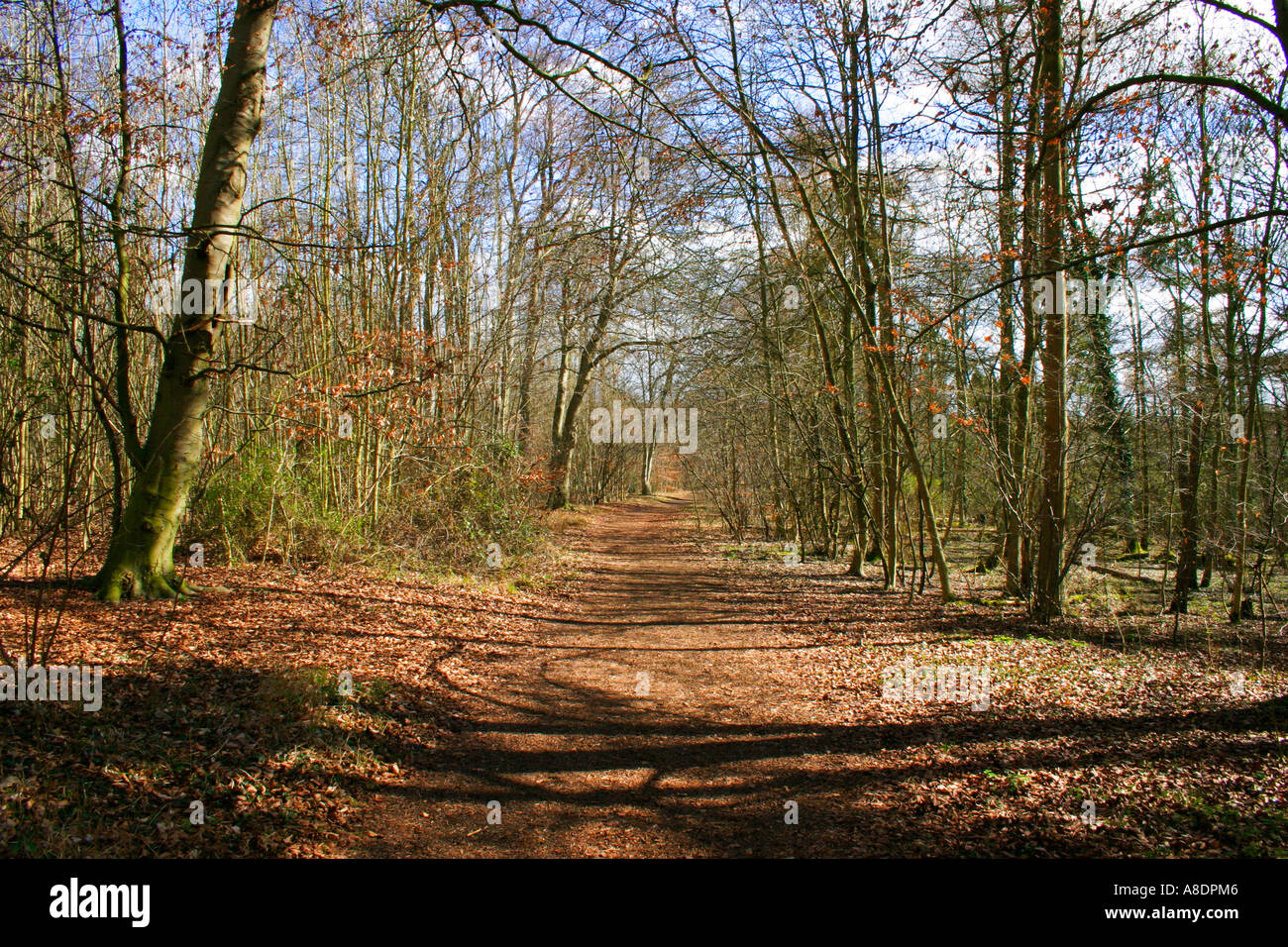 Woodland pathway hi-res stock photography and images - Alamy