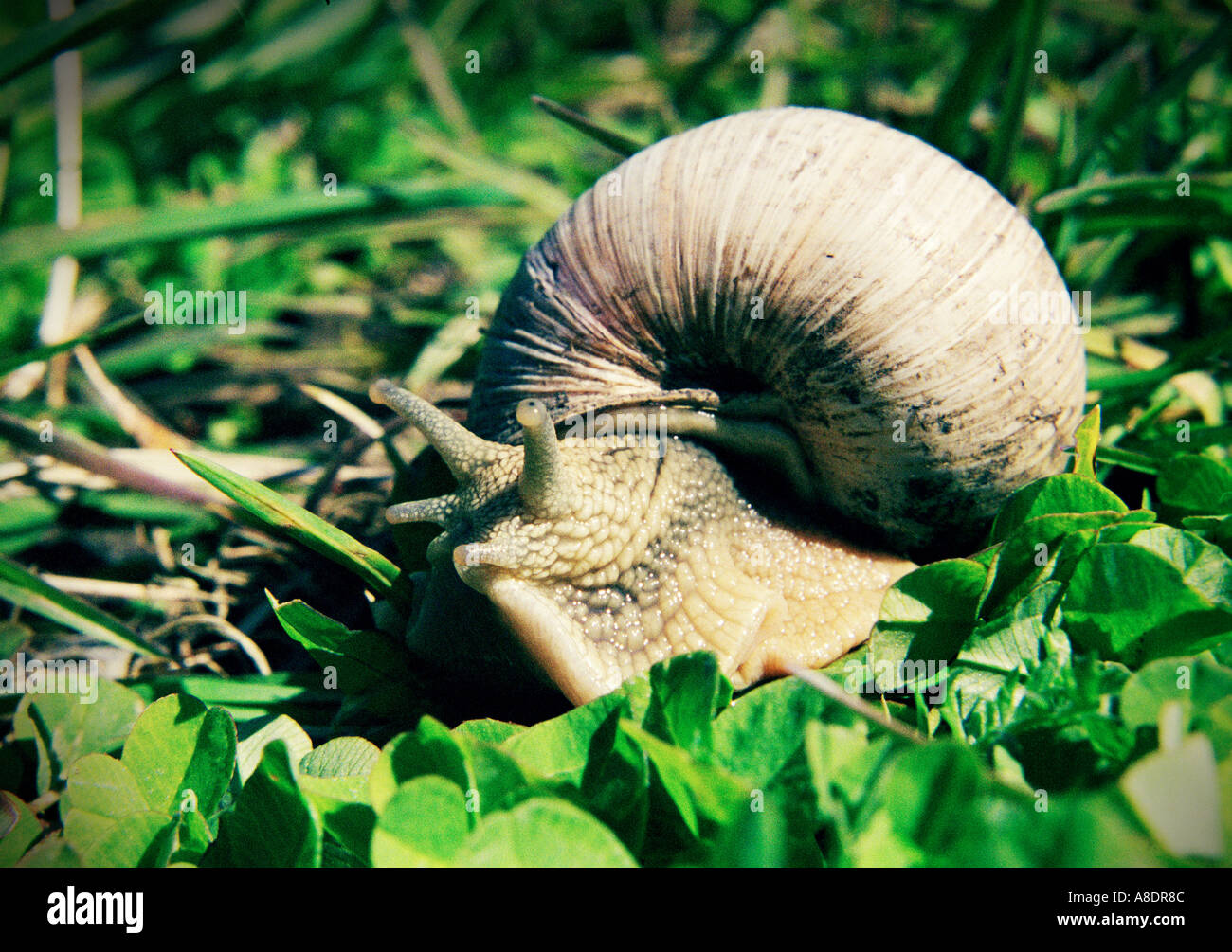 Roman snail HELIX POMATIA Stock Photo