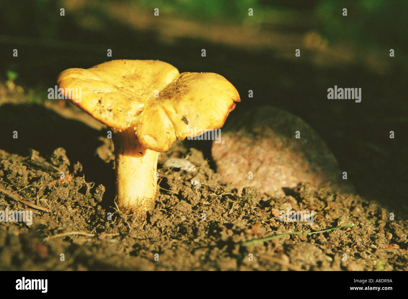 Yellow Chantarelle CANTHARELLUS CIBARIUS delicious edible mushroom photographed in V sterg tland Sweden Stock Photo