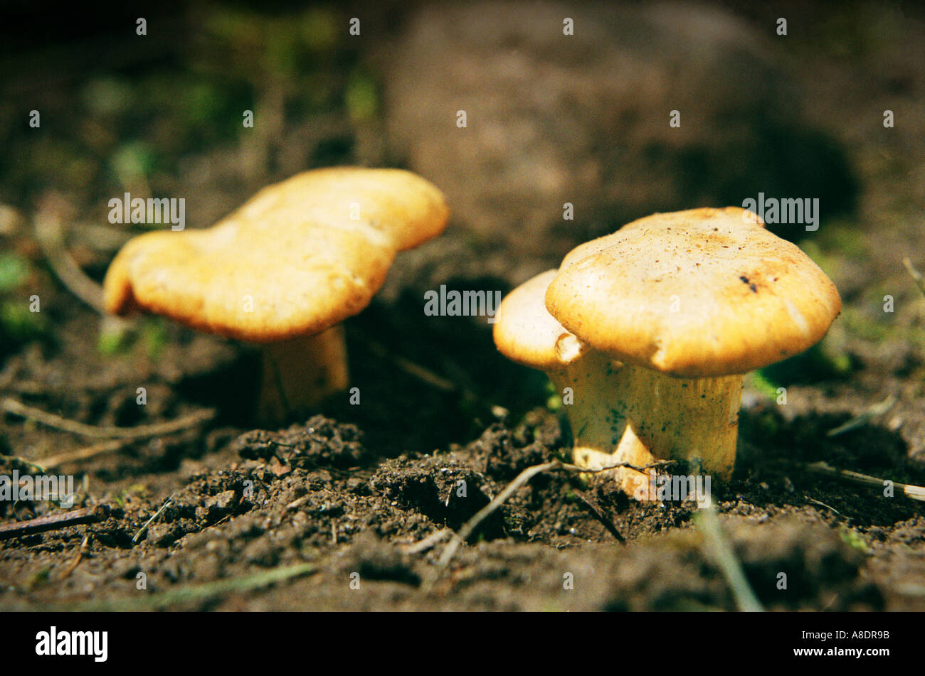 Yellow Chantarelle CANTHARELLUS CIBARIUS delicious edible mushroom photographed in V sterg tland Sweden Stock Photo