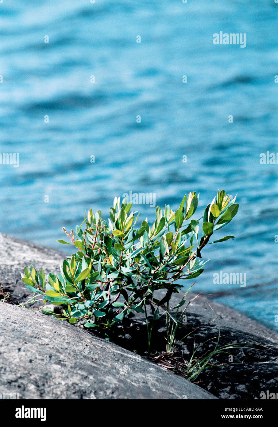 Eared willow SALICACEAE SALIX AURITA growing in a rock crack by a lake at M ja island in the archipelago of Stockholm Sweden Stock Photo