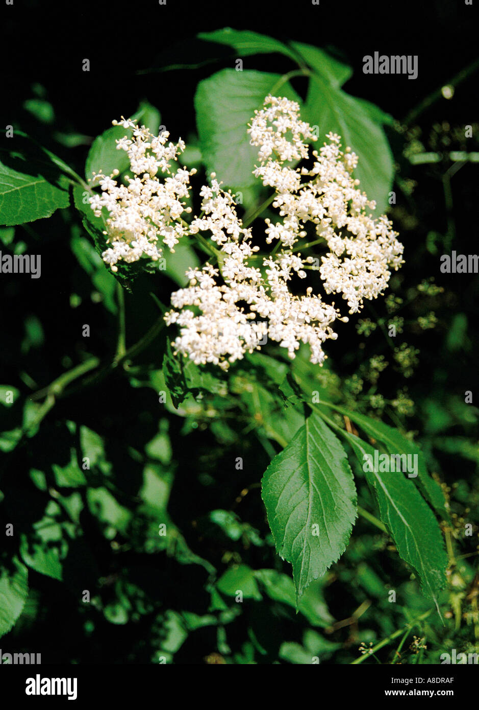 Common Elderberry SAMBUCUS NIGRA which flowers can be used for making ...