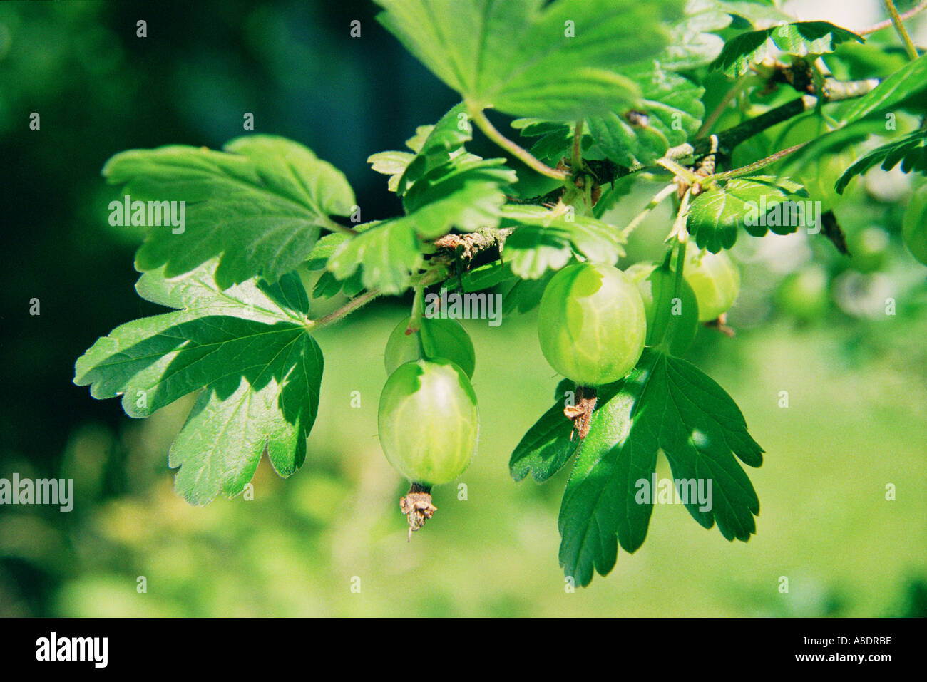 Gooseberry Ribes European gooseberry RIBES UVA CRISPA L plant with edible berries Stock ...