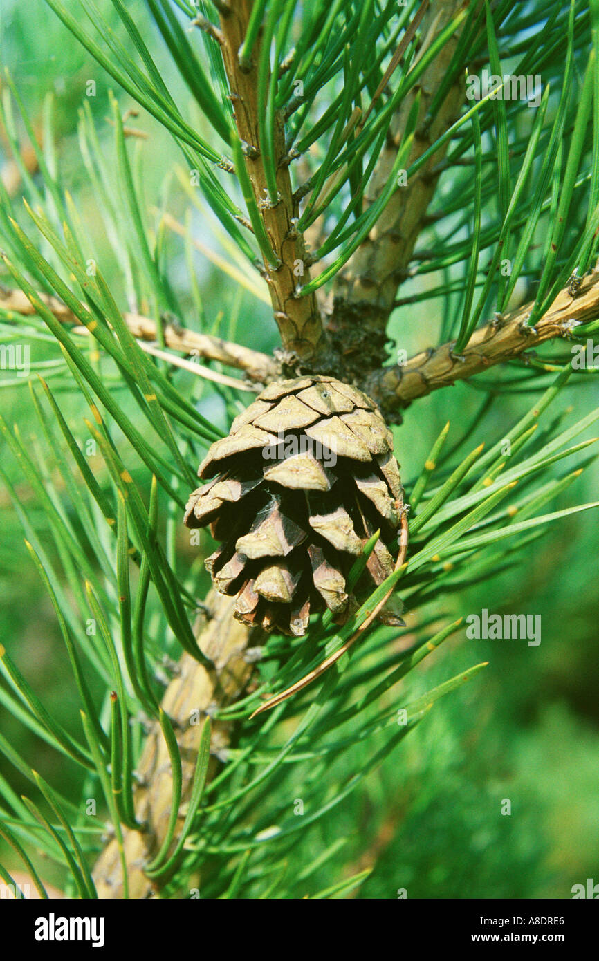 Bud On A Scots Pine Pinus Sylvestris L Tree With Green Needles 