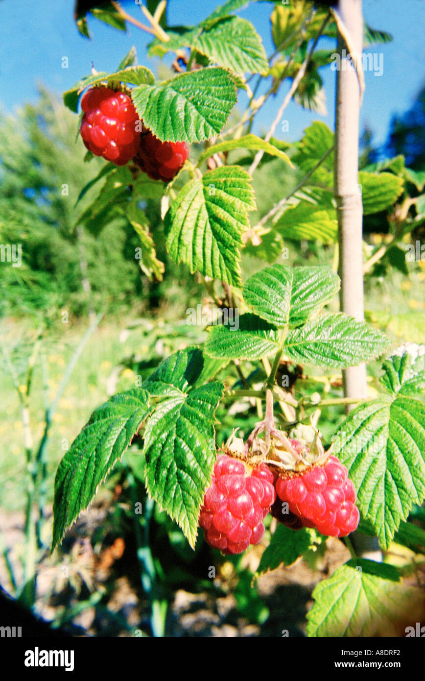 Raspberries growing on a Raspberry bush RUBUS IDAEUS at Möja island in