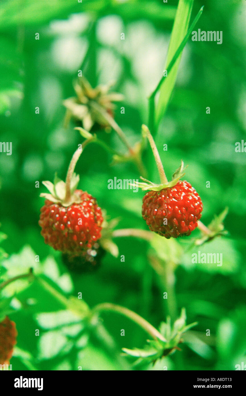 Wild strawberry FRAGARIA L species of small sweet strawberries growing in the wild in Scandinavia Stock Photo