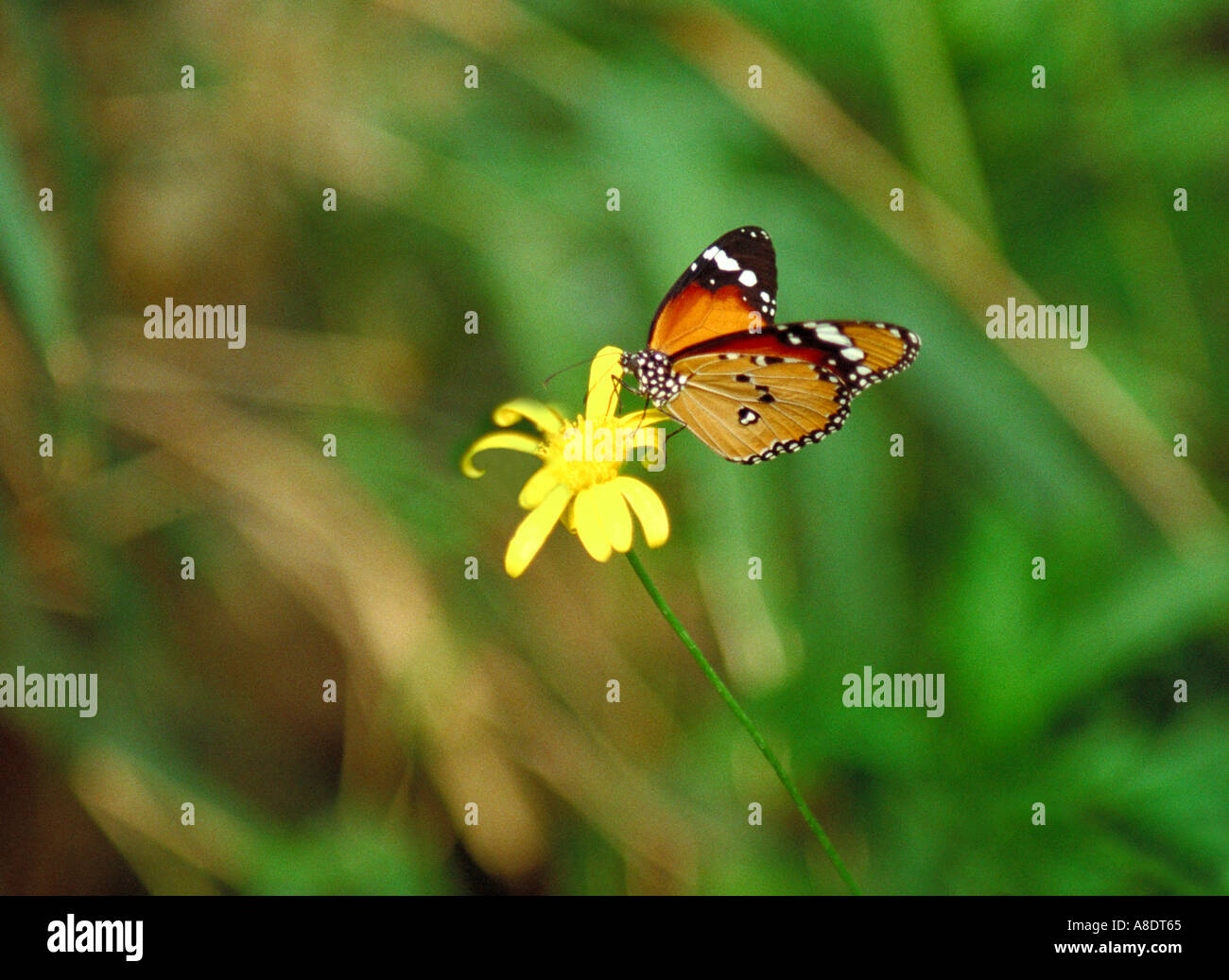 Plain Tiger Butterfly, Danaus chrysippus, Nymphalidae Stock Photo