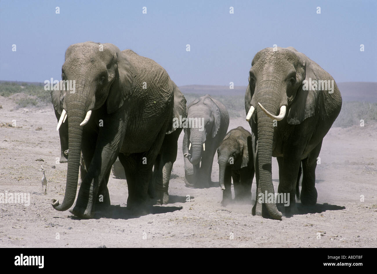 A family group of female elephants and calves moving across the dusty