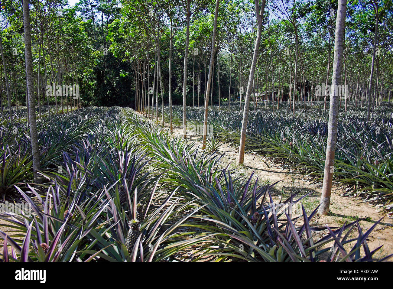 Pineapple Plantation, Phuket Island, Thailand Stock Photo Alamy
