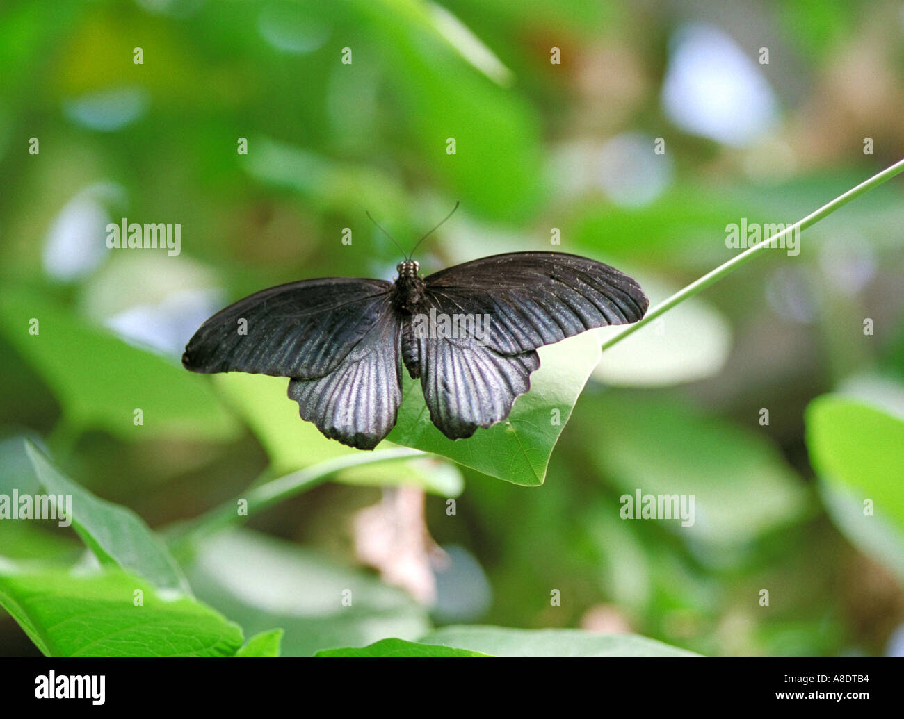 Scarlet Swallowtail Butterfly, Papilio rumanzovia, Papilionidae Stock Photo