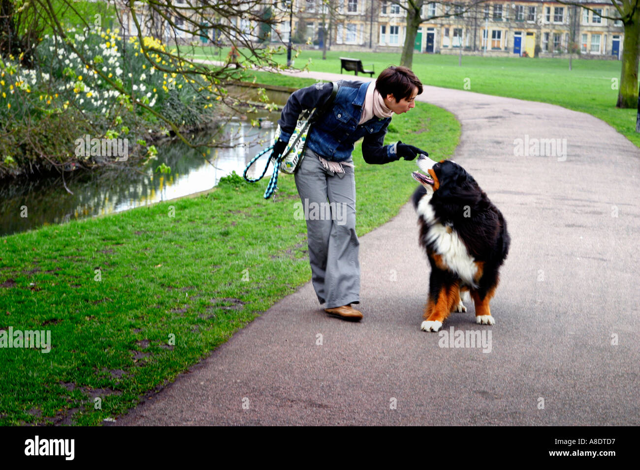 Friends, young girl with her Bernese Mountain Dog in a Cambridge park in the UK Stock Photo