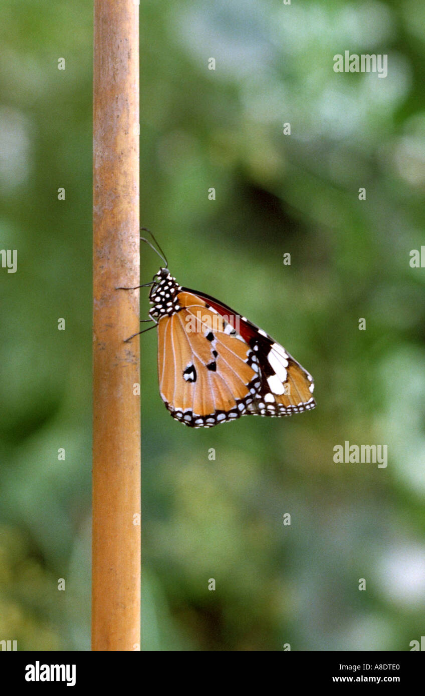 Plain Tiger Butterfly, Danaus chrysippus, Nymphalidae Stock Photo