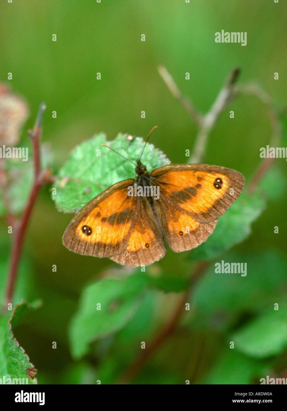 Gatekeeper or Hedge Brown Butterfly, Pyronia tithonus, Nymphalidae (Satyridae). Male. Stock Photo