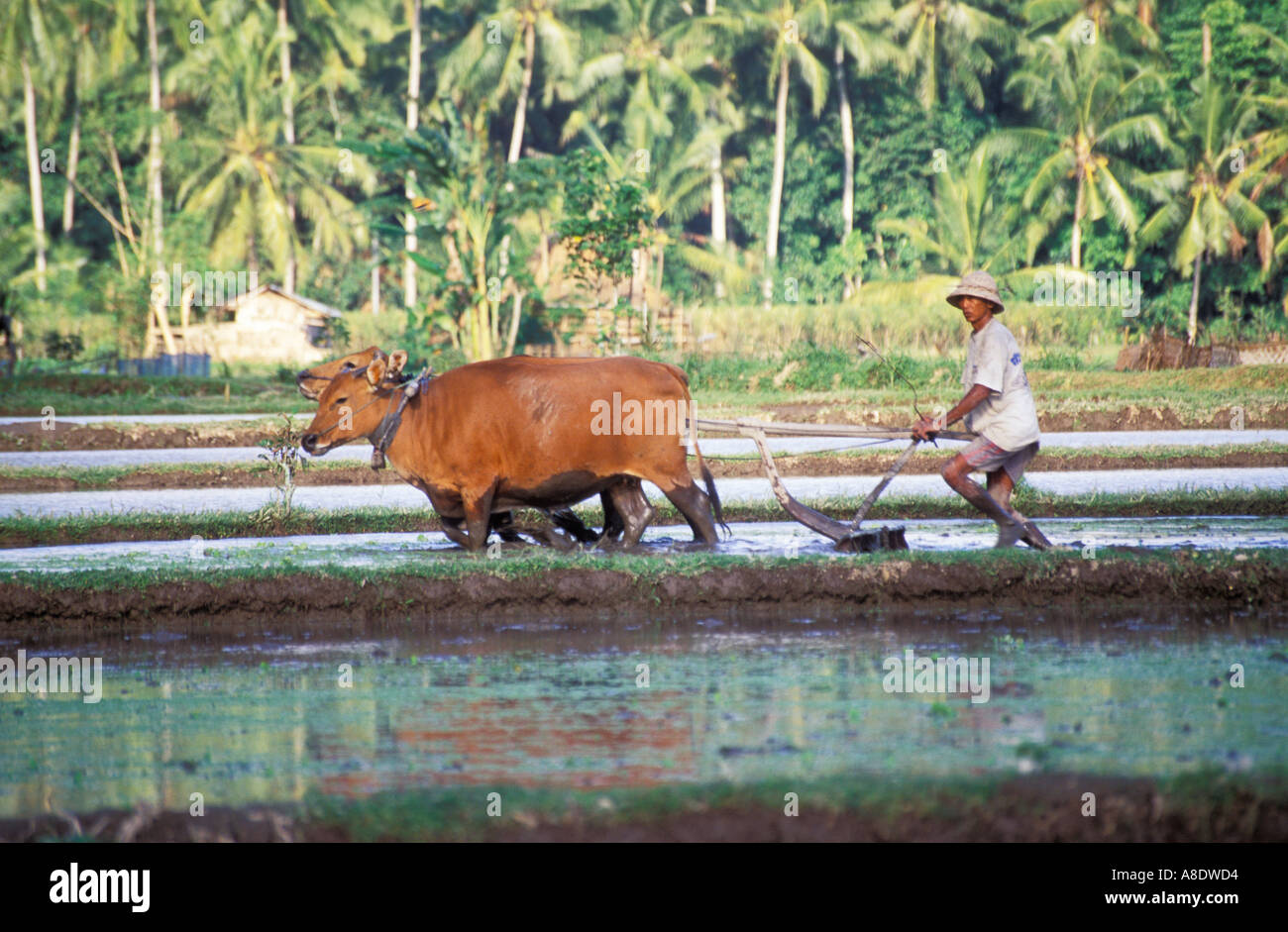 Bali Farmer Plowing And Working Rice Paddy Indonesia Stock Photo
