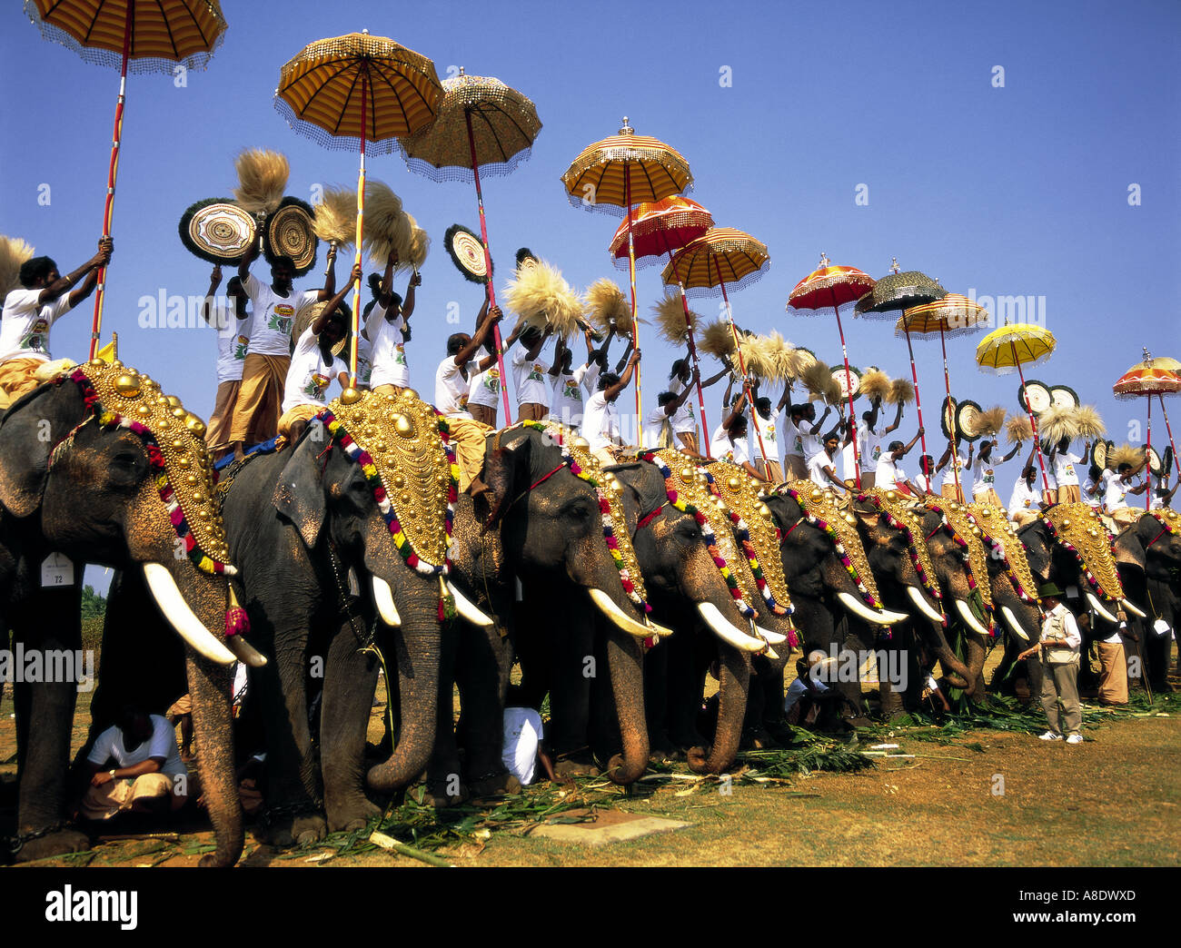 Elephant festival Kerala, South India Stock Photo Alamy