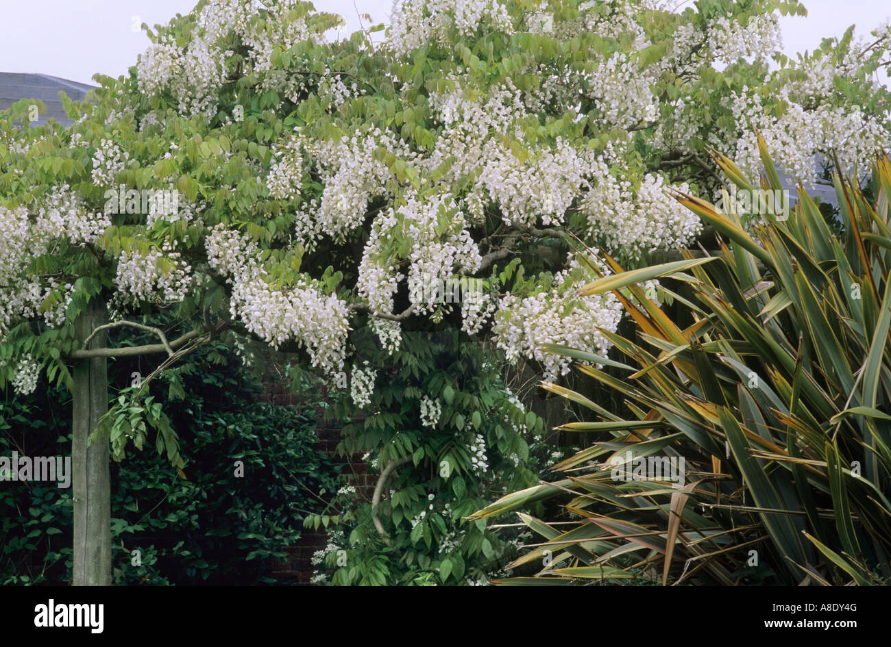 Pergola with white Wisteria phormium Stock Photo