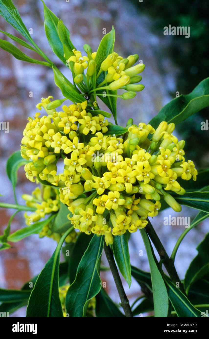 Pittosporum omeiense, fragrant yellow flowers, garden plant plants