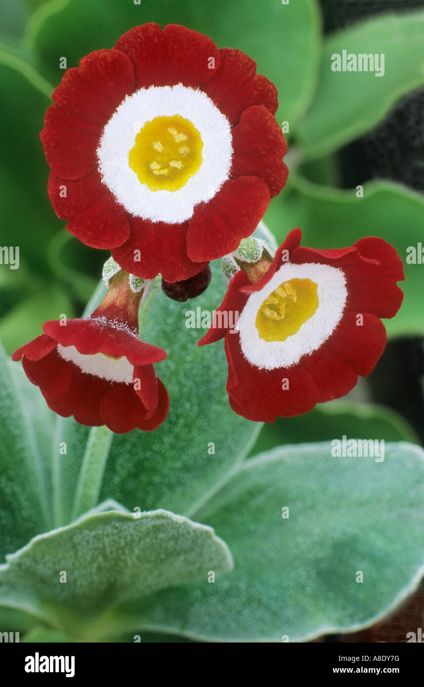 Primula auricula 'Mojave', show auricula, fragrant red and white flower, garden plant, primulas auriculas Stock Photo