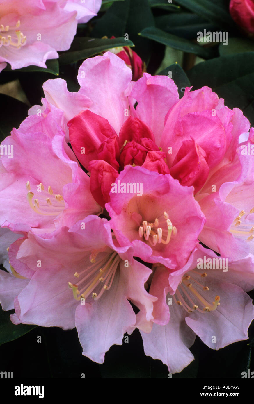 Rhododendron Dreamland Stock Photo