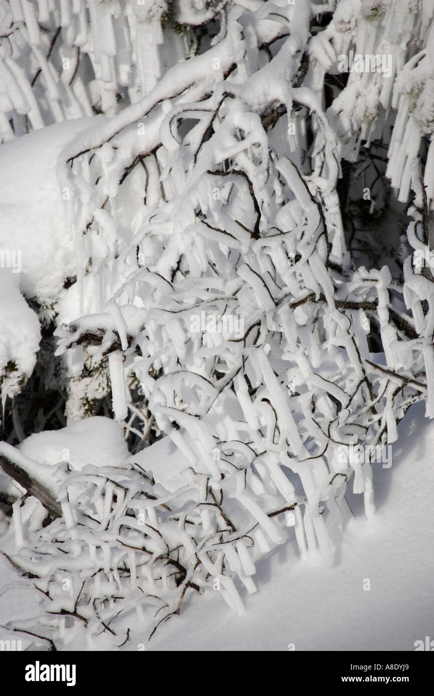 snow and ice on vegetation Stock Photo