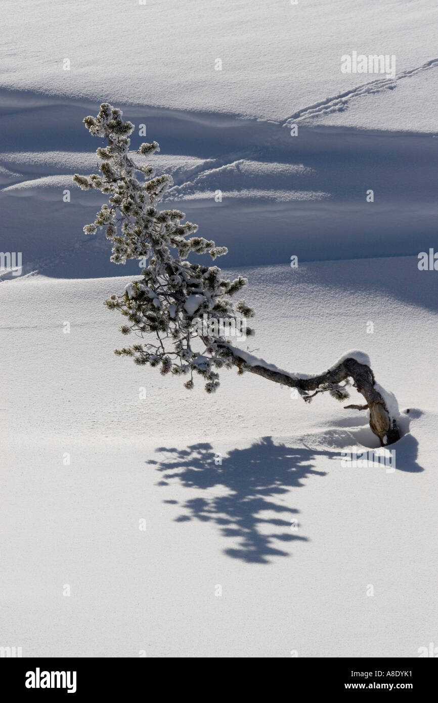 bent pine tree grows in snow covered landscape yellowstone national park america Stock Photo