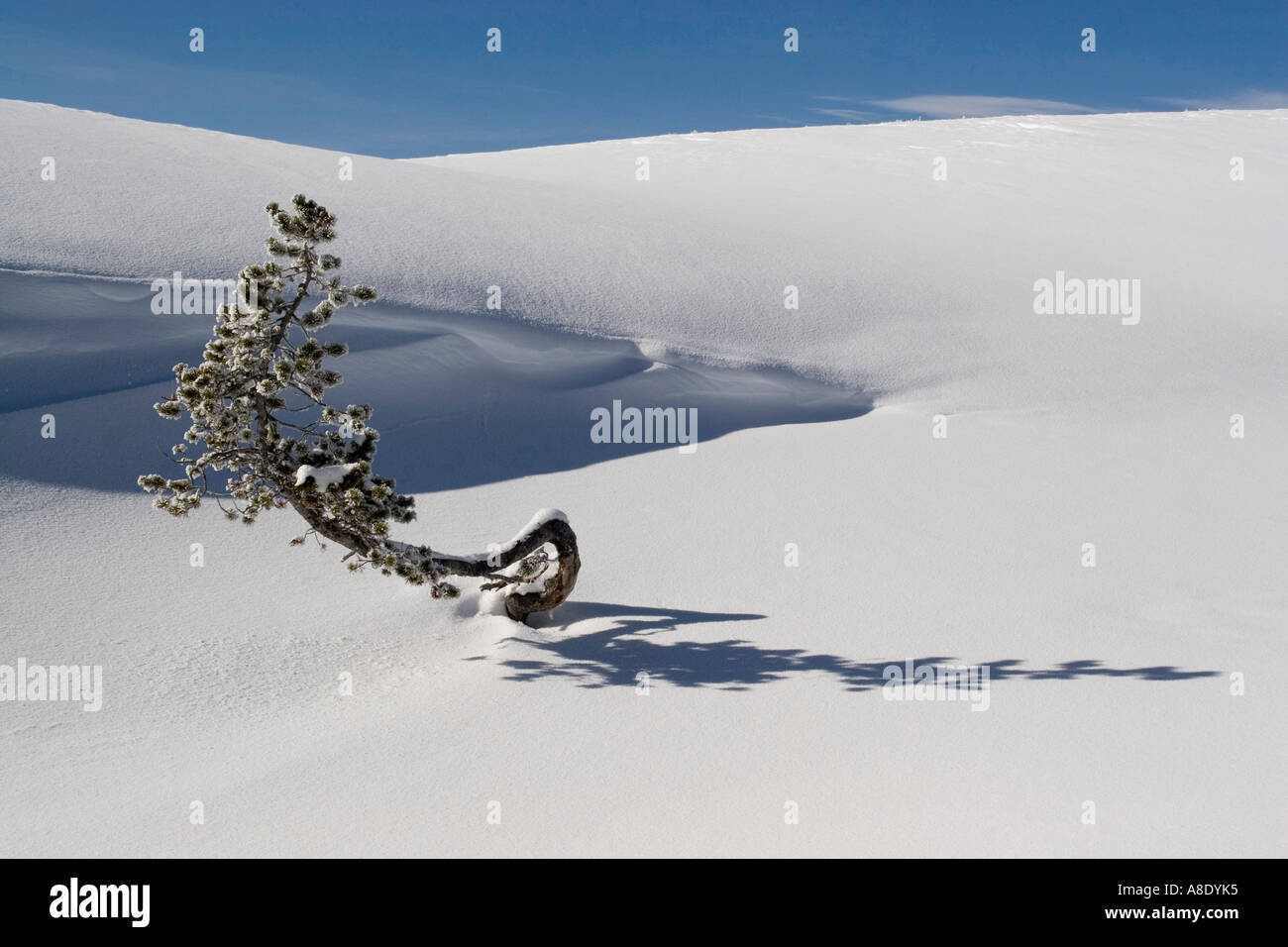 bent pine tree by snow drift Stock Photo