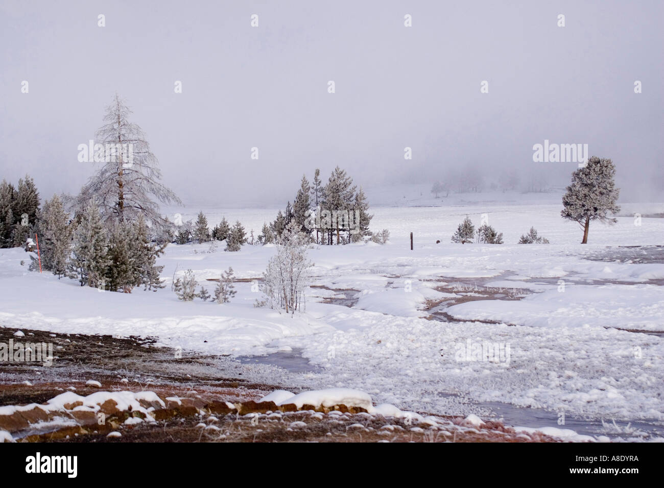 misty winter morning in the upper geyser basin near old faithful yellowstone national park Stock Photo