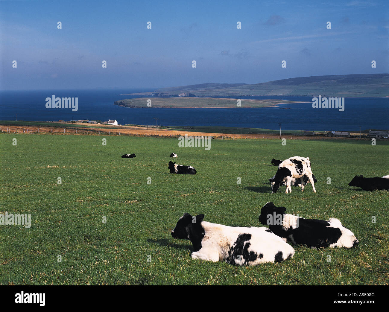 dh Friesian dairy cattle EVIE UK A Scottish cow herd grazing in field cows Scotland sit down on grass Eynhallow Sound blue sky green fields Stock Photo