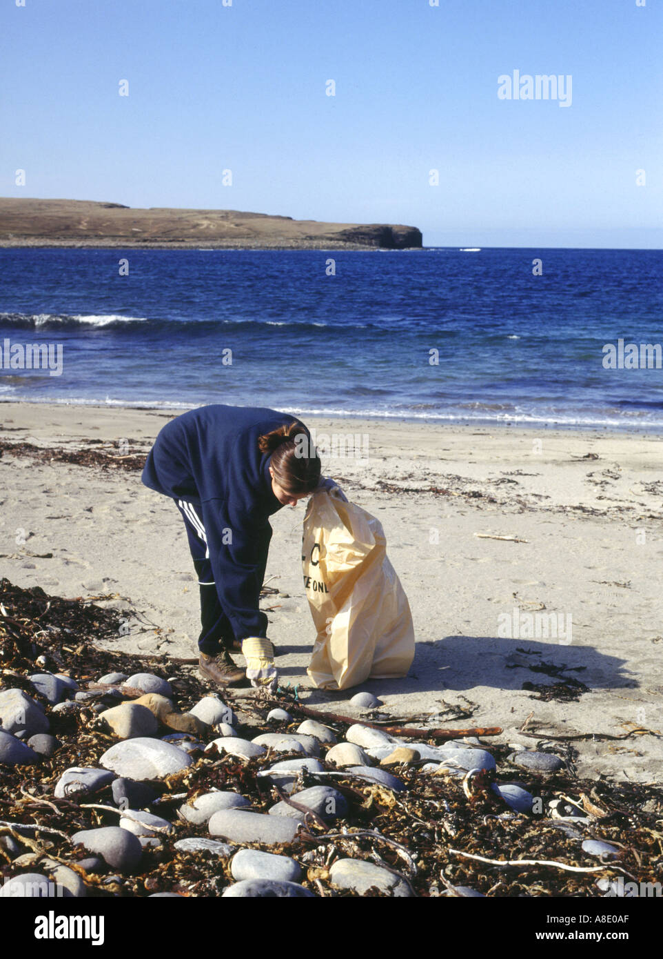 dh Bagging the Bruck ENVIRONMENT ORKNEY Girl filling rubbish bag beach clean scotland litter uk cleaning clearing up shoreline teen waste trash Stock Photo