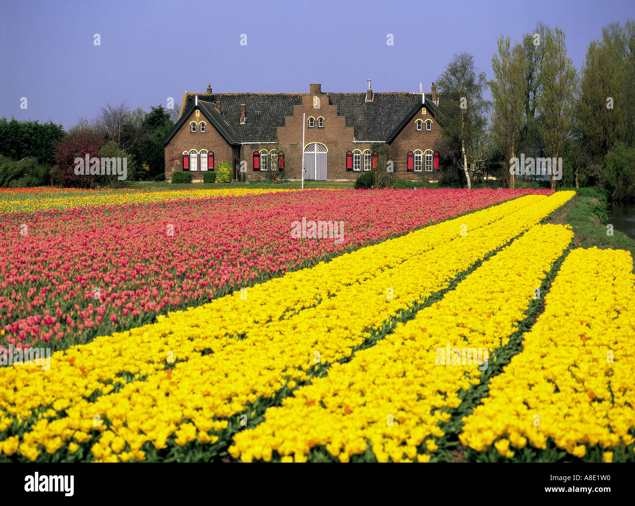 Tulip bulb field, Lisse, Holland Stock Photo Alamy